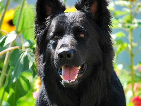 Training Tails - Riggs, Week 6