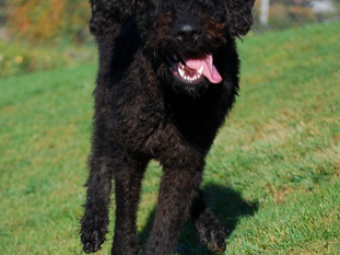 Training Tails - Coal, Week 4