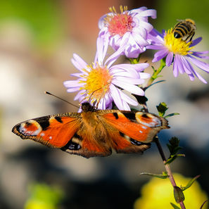 Butterfly with vibrant orange wings and a bee on a purple daisy in a garden. Blurred green and yellow background enhances a serene mood.