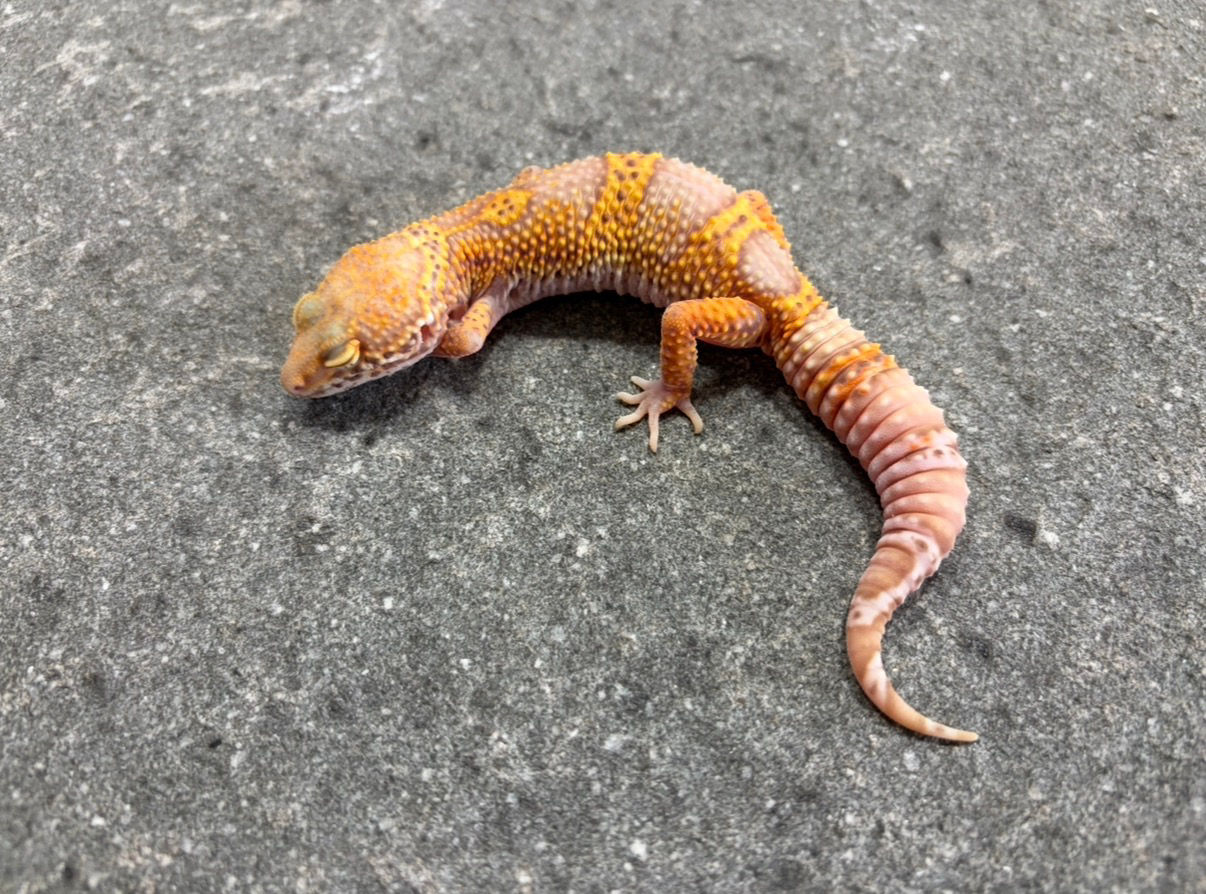 Bell Lavender h. Eclipse (HYP35) SOFT BANGET BANDEDNYA🍨