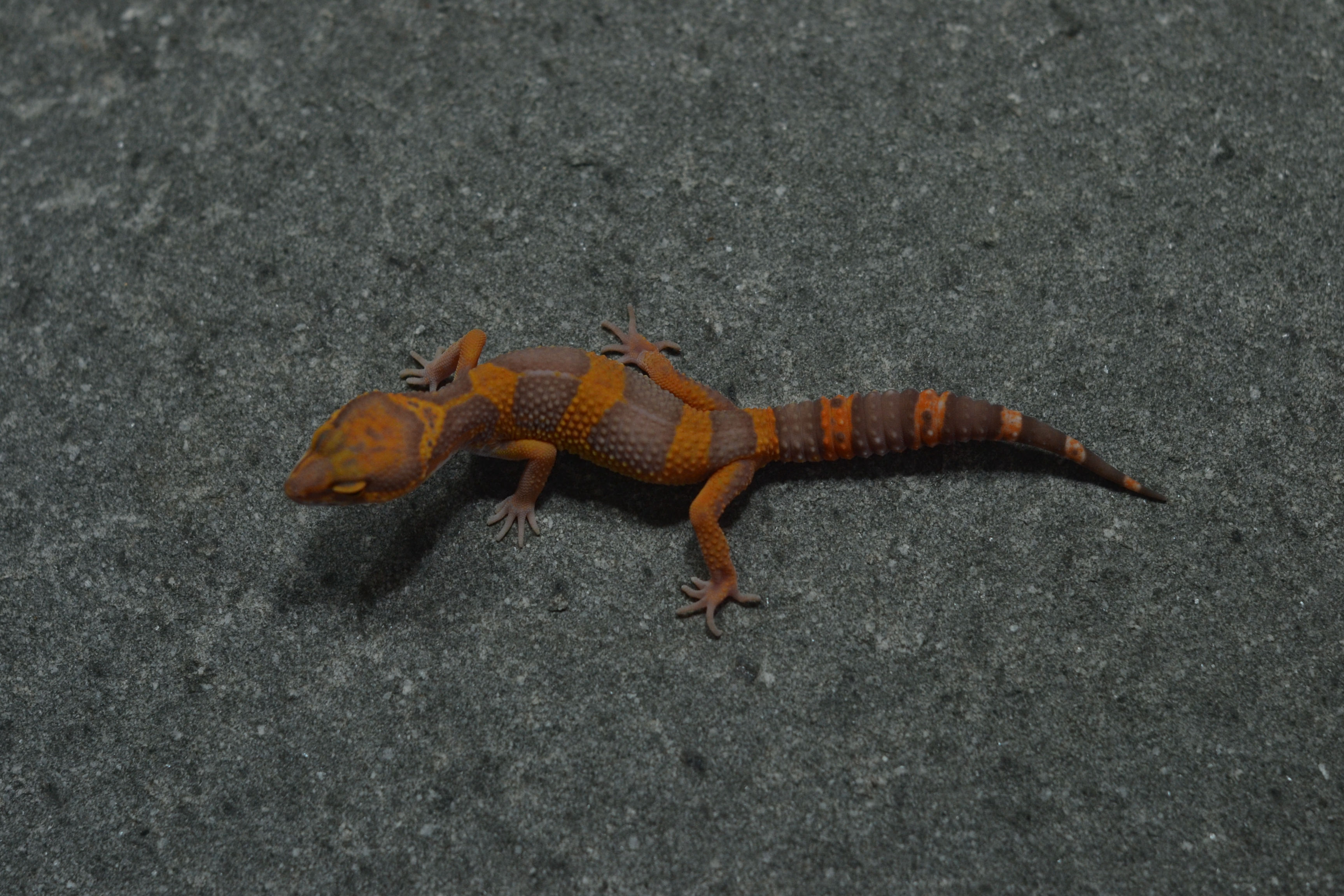 Sunspot (TL line) (Female) HYP85