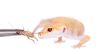 leopard-gecko-locusts.jpg