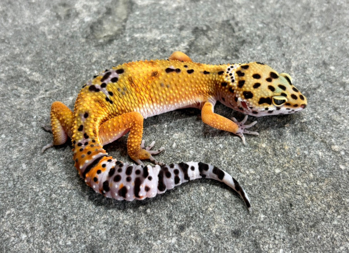 Tangerine BN ph. R (Female) HYP37 BAHAN PROJECT 