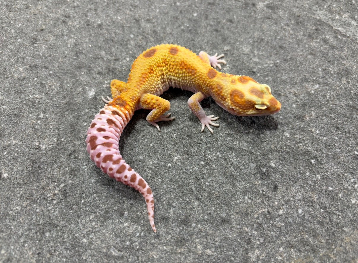 Raptor RS (Female) HYP14 CORAK PALA🍂MATANYA SEBELAH MERAH