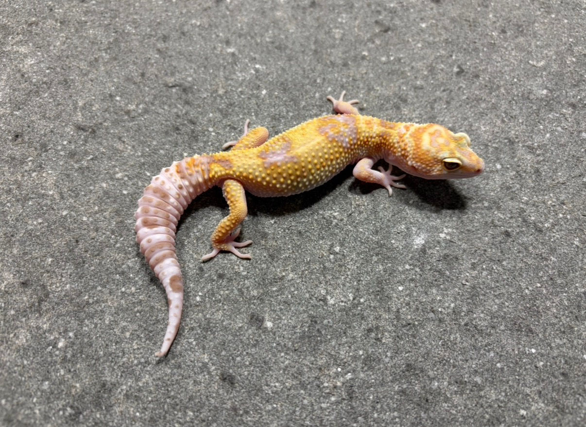 Tremper Eclipse poss WY (Female) HYP74