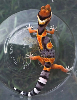 Foto Gecko Emerine Hypegecko baby yang sudah mulai bermutasi