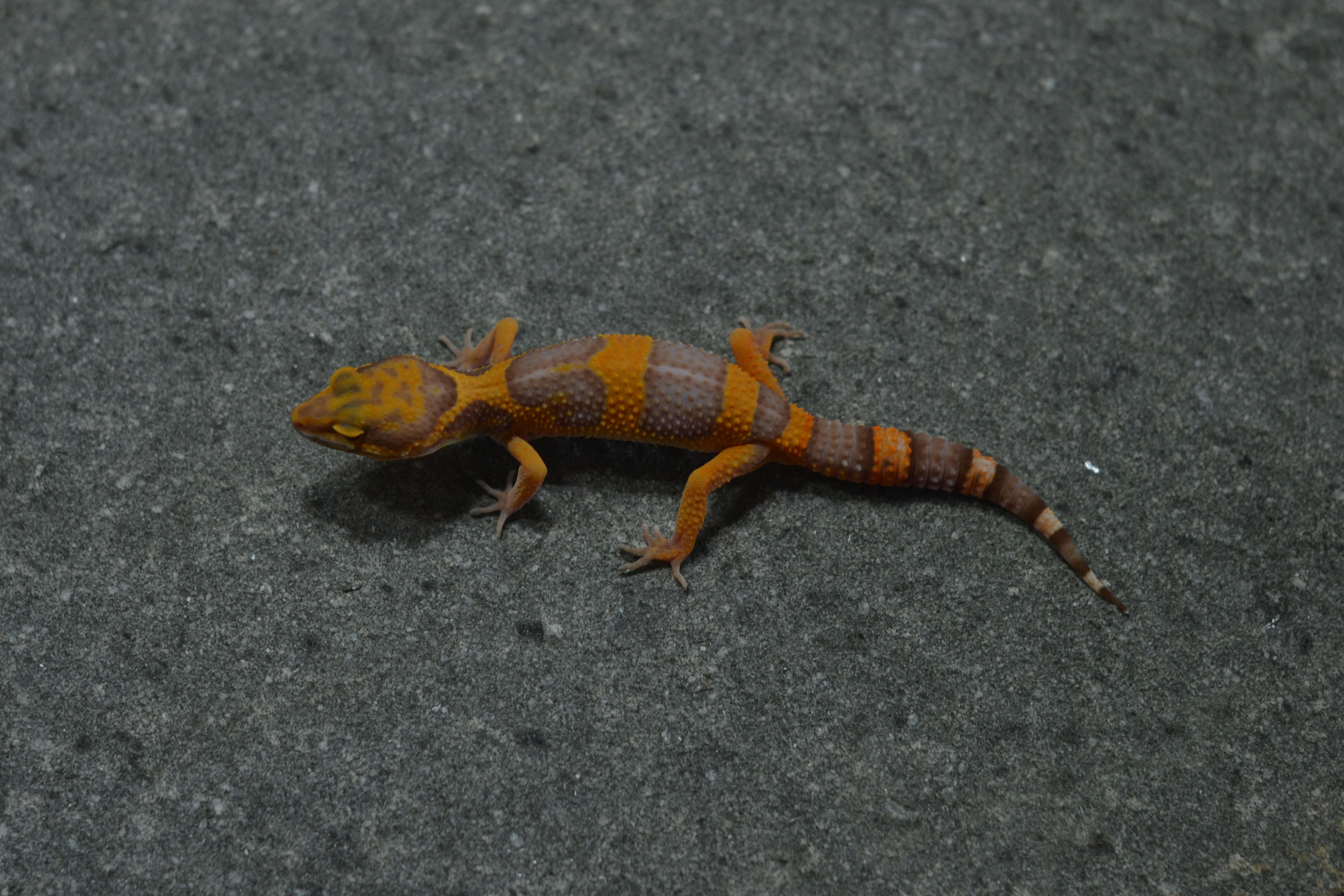 Sunspot (TL line) (Male) HYP98