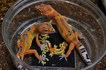 2 anak gecko emerine hypegecko yang belum bermutasi