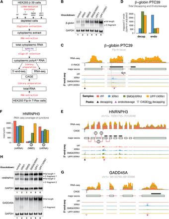 Human nonsense-mediated RNA decay initiates by endonucleolysis and targets snoRNA host genes