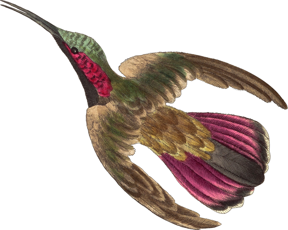 naturalist_0019_hummingbird.png