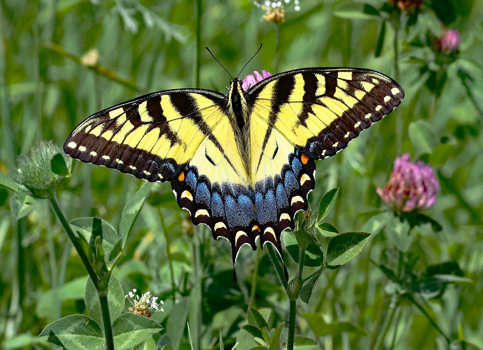 free-photo-of-vibrant-eastern-tiger-swallowtail-in-blooming-field.jpg