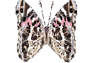 H3R2IWNWC5ZLGHZ2U6DYDO7HXFWHBZ2J.gif
