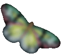 butterfly01.gif