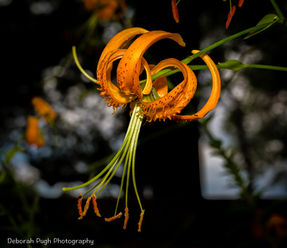 Deborah Pugh Flash #3.jpg