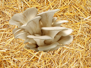 İstiridye mantarı arpa samanı mı buğday samanı mı daha iyidir