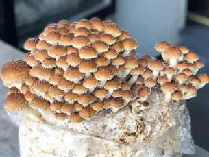 Chestnut Mantarı (Pholiota adiposa)