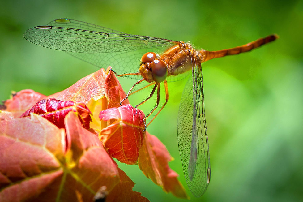 Photography of Insects: An Introduction to Close-up Techniques