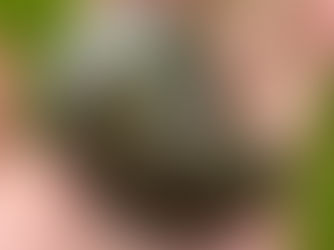 Crystal Guide Series: The Cosmic Spiral of Labradorite Ammonites – Properties, Archangel Association, and Cleansing Tips