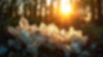 A photograph of numerous beautiful crystals nestled within a sun-drenched woodland setting