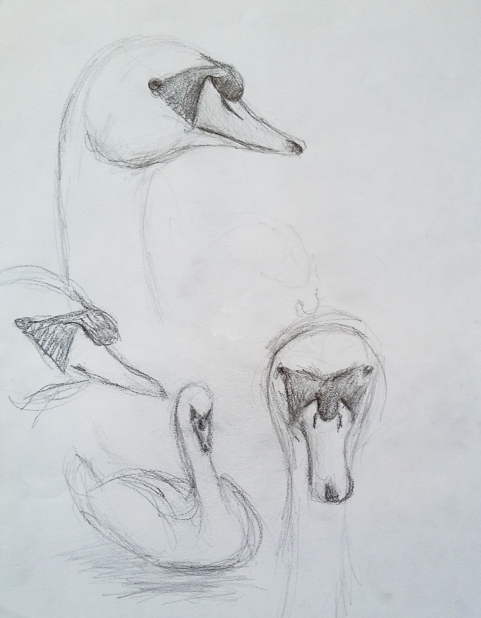 études_de_cygnes