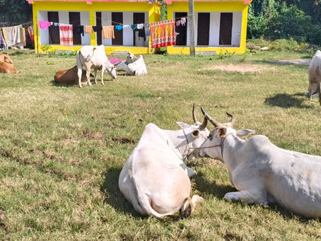 रात के अंधेरे में पशुओं को ले जा रहे थे तस्कर, पुलिस को लगी भनक,लगाया बेरियर,क्या मिली सफलता, पढ़िए खबर में