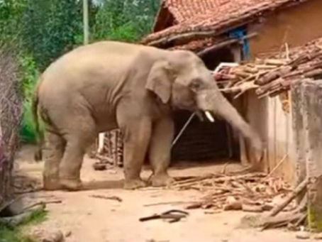 पागल की तरह गांवों में क्यों घूम रहा दतैंल हाथी, कब ,कहां और कितने लोगों को कुचला, क्या कर रहा वन विभाग ? क्यों सतर्क हुआ रेलवे,पढ़िए सारी खबरें  