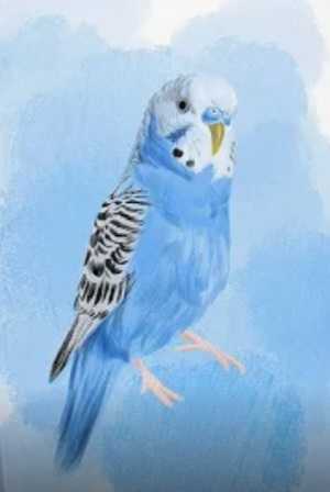 Paint your Pet Workshops