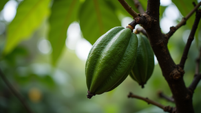 Kakaové boby na stromě.