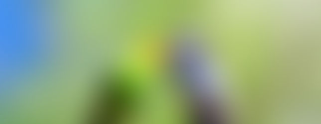 Dvě andulky vlnkované na větvi se k sobě tulí
