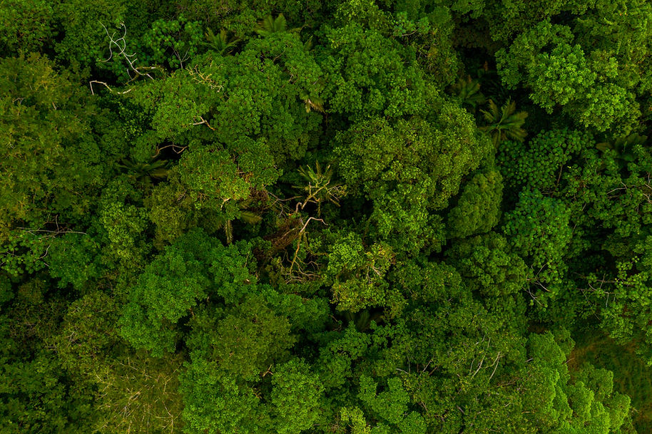 foresta animalism abstrac.jpg