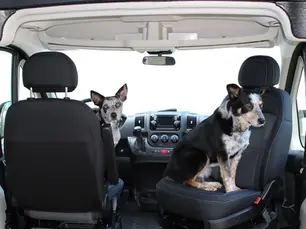 It’s Almost Window Smashing Season: A case for bringing your dog in the car
