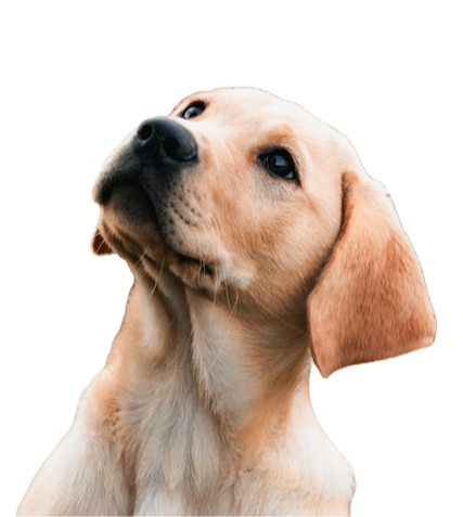 DoggyU-7_edited.png