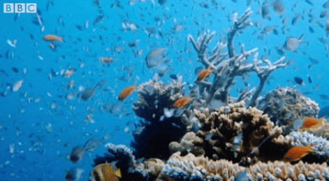 fishery tank gif.gif