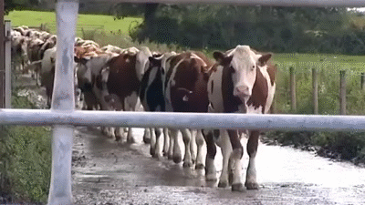 Venkateshwara Dairy Farming.gif