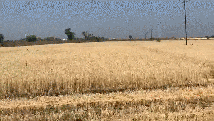 Wheat Harvesting at Venkateshwara Agro F