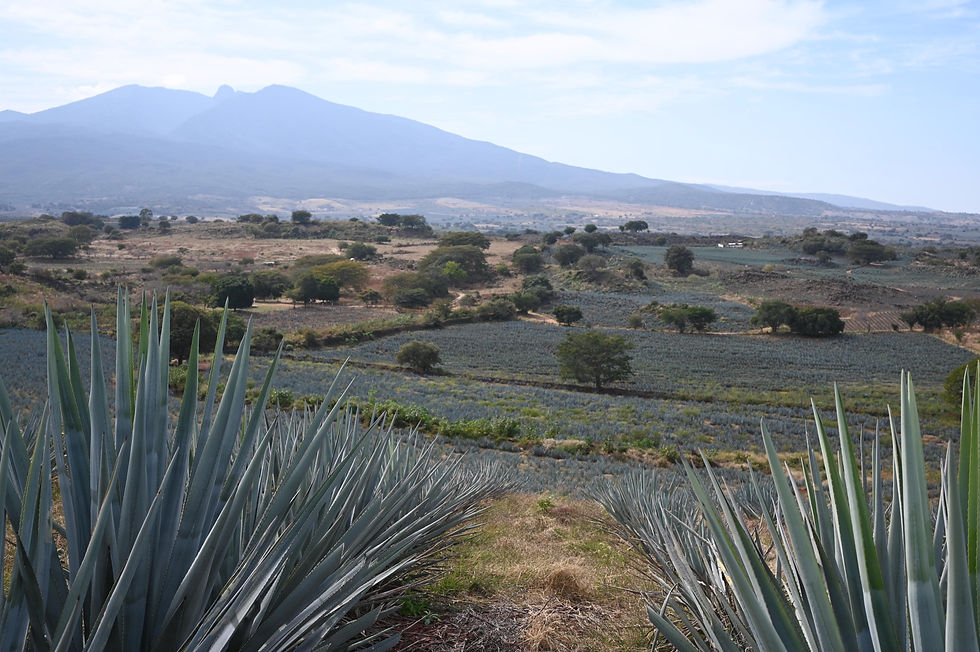 TS Agave Fields.JPG