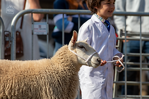 Monmouth Show Cattle and YH-140 (1).png