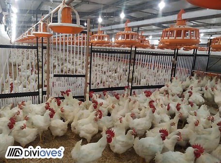 Divisória para sistema de produção de ovos