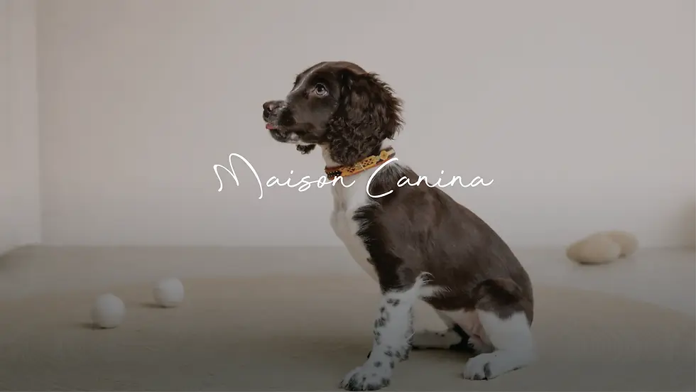 Cane seduto di Maison Canin