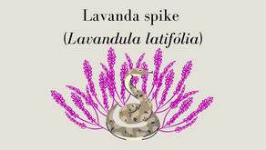 Lavanda Spike