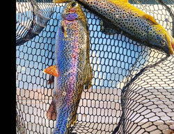 503266876_10234451557777703_6120078702323189172_n