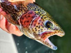 496640733_10234122833679806_6270978161271757978_n