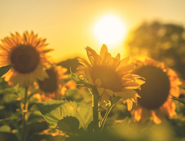 March women's meeting post image - "Bloom where you are planted" Saturday, March 28th, 10am to noon. Location at Millers' apartment, contact us for more information.