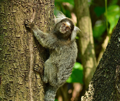 a small animal climbing up the side of a tree_edited.jpg