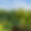 Miniaturbild: mehrere Kürbispflanzen auf dem Feld mit blauem Himmel im Hintergrund und saftig grünen Blätternn