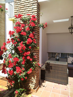 Rosal trepador con flores rojas en un patio de ladrillo.