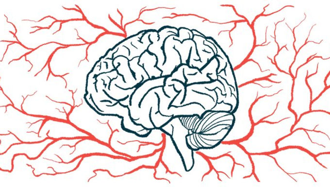 The brain is the most complex and mysterious organ in the body. Because of its importance to the functionality of a person, it is very well protected by the blood-brain barrier, or BBB for short. The BBB is a system of cells that form a very tight lining. It allows for the selective uptake of nutrients, while toxins, or any other particles that could be harmful to the brain, cannot pass. The malfunctioning of the BBB gives rise to less regulated uptake and can result in serious brain damage. This actually happens in a number of diseases that affect the nervous system, including HIV and Alzheimer’s Disease. Meanwhile, despite its intention to protect the brain, the BBB also makes it very difficult to localise medicine into, or near, the brain. This in turn majorly affects treatments for brain diseases (Daneman & Prat, 2015) . Structure and Function of the Blood-Brain Barrier The circulatory system has two goals. First, it allows for the transport of oxygen and nutrients to organs and tissues. Second, it makes sure that whatever a tissue no longer needs is transported away. Arteries are large blood vessels that carry blood away from the heart. At tissue sites, the arteries become smaller, until they form arterioles, and eventually capillaries (Daneman & Prat, 2015). Capillaries are the smallest type of blood vessels, in which the uptake and removal of molecules take place. This is where oxygen is taken up by the tissue, while unwanted carbon dioxide is released into the bloodstream. These capillaries then merge into venules which become veins, large blood vessels that transport oxygen-poor blood toward the heart (Daneman & Prat, 2015). All these blood vessels contain endothelial cells, forming a strong and solid inner lining. Between these cells are gaps that allow for the exchange of molecules. In relative terms, the gaps between endothelial cells are larger when the size of the vessels becomes smaller. This is why most exchange happens in the capillaries, which are small enough to reach virtually anywhere in the human body (Sandoo et al., 2010). The microvasculature is a collection of arterioles, capillaries, and venules. It is what the BBB is made up of (Daneman & Prat, 2015). The difference between this microvasculature and that of normal tissue is that the endothelial cells are much more tightly packed together. They form a wall by attaching to each other with so-called tight junctions. These junctions are intercellular protein structures formed between neighbouring cells to anchor one another. As cells are brought closer together, the gap between them becomes very small (Cong & Kong, 2020). What is truly unique about endothelial cells in the BBB, though, is that they contain an incredible amount of mitochondria. The mitochondrion is the powerhouse of the cell. Richard Daneman, a researcher at the University of California San Diego and an expert when it comes to the BBB, has once stated that these cells need so much energy for the active transportation of nutrients in and out of the brain (Daneman & Prat, 2015). Normally, there can be passive transport of ions and molecules into cells, but because neurons require such a stable environment, BBB endothelial cells have to do everything in their power to not let a single ion pass the barrier without its active regulation (Daneman & Prat, 2015). Additionally, the cells that form this strict lining contain enzymes that are known to metabolise and break down larger proteins, often drugs (Persidsky et al., 2006). Homeostasis, which is another word for equilibrium, is the result of a very complex collaboration of endothelial cells, astrocytes, immune cells, and more types of cells (Daneman & Prat, 2015; Persidsky et al., 2006). Mechanisms of homeostasis are far from being fully understood, but are crucial for the proper functioning of the brain. Due to the high sensitivity of the brain, it requires a stable environment to thrive. This homeostasis is achieved by the incredible selection and exchange of particles into and out of the brain, which in turn is governed by the blood-brain barrier. One of the biggest questions about the BBB right now is whether its structure is the same across the surface of the brain. After all, every part of the brain is responsible for very specific tasks, which might require different selective uptake of nutrients depending on the location. As a result, it might be possible that transporter proteins are differentially expressed based on specific regions of the blood-brain barrier (Persidsky et al., 2006). The hypothesis that the BBB structure is different depending on location is supported by the fact that some parts of the brain do not have a blood-brain barrier. The posterior pituitary, for example, is responsible for the secretion of many hormones, which are relatively large molecules that contain lipids. Because of their size, it would be very difficult for hormones to cross the BBB. This is the reason why BBB is absent in organs like the posterior pituitary, termed circumventricular organs (Ganong, 2000). Blood-Brain Barrier in Pathology and Therapy When the integrity of the BBB is compromised, the brain becomes exposed to ions, molecules, and chemicals that it normally is not surrounded by. Because the brain is such a complex and sensitive organ, this can have dire consequences. HIV infection may sometimes infect macrophages, a type of immune cell in the body (Persidsky et al., 2006). Consequently, these cells secrete all kinds of signalling molecules that stimulate inflammation. Inflammation normally leads to the dilation of blood vessels so that more immune cells can be transported to the site of infection (Schmid-Schönbein, 2006). In this case, however, the infected macrophages cause alterations in the BBB homeostasis, leading to a less solid barrier. As a result, these HIV-harbouring macrophages, as well as other unwanted molecules, can pass the BBB more easily (Persidsky et al., 2006). This has two major consequences. First, the virus itself will be able to infect cells in the central nervous system. Second, because the virus replicates in the brain and produces viral proteins, inflammation starts to occur in the brain. This is called encephalitis, and it can yield truly horrible symptoms (Strazza et al., 2011). Such symptoms include physical discomfort like fever, or more serious conditions involving seizures. Additionally, encephalitis may lead to personality changes, depression, dementia, and other mental problems (Gultekin, 2000). Besides, changes in the BBB are also manifested in ischemia, Alzheimer’s Disease, brain tumours, and many other neurological diseases (Dong, 2018), which attest to the brain’s sensitivity to anything that can be found in the blood. On the other hand, even when the BBB functions in the way it is supposed to, it can be a hurdle to deal with. Because transportation across the barrier is so selective, it is very difficult to get any medicine into the brain. Therapeutic molecules can only be of a certain size and weight (Dong, 2017). Many advancements have been made in terms of drug delivery to the brain. Viral vectors, which are manipulated viruses harbouring any gene of interest, have been heavily researched. Nanoparticles have also been synthesised. They are very tiny packages that open up and release drugs when their target site is reached (Dong, 2018). One promising advancement which has not been covered by the media as extensively, is that of the exosome. Exosomes are small vesicles naturally secreted by cells like little garbage bags (Yang et al., 2017). These can be extracted from healthy tissues, and molecules of choice can be inserted into exosomes to effectively work like nanoparticles. The big advantage of exosomes is that they are not immunogenic. In other words, the immune system does not register exosomes as foreign objects, and so will not counteract this therapy (Dong, 2018). In one study performed a few years back, researchers were able to inject RNA into an exosome to inhibit the translation of a protein called vascular endothelial growth factor, or VEGF. This is a key protein in the formation of new vessels, and is often misregulated by tumour cells. These exosomes were successfully used to treat brain tumours in zebrafish. The tumours, in response to this treatment, grew significantly less (Yang et al., 2017). Although many adaptations are required for its use in human patients, research like this marks a very promising start. Like so much in biology, or science for that matter, the blood-brain barrier is a complex system about which much remains unclear. The interplay of many different cells that together form an impenetrable wall against anything in the blood allows the brain to work in an optimal and well-regulated environment. The disruptions of the BBB’s homeostasis are involved in numerous diseases that affect the central nervous system. This crucial part of the circulatory system, however, is an obstacle to the treatment of diseases in the brain, as drugs in the blood will mostly be filtered out and removed by the BBB. Through recent therapeutic advancements, however, new agents have been identified and are currently being optimised for more efficient drug delivery to the brain. Bibliography Cong, X., & Kong, W. (2020). Endothelial tight junctions and their regulatory signaling pathways in vascular homeostasis and disease. Cellular Signalling , 66 , 109485. https://doi.org/10.1016/j.cellsig.2019.109485  Daneman, R., & Prat, A. (2015). The blood-brain barrier. Cold Spring Harbor Perspectives in Biology , 7 (1), a020412. https://doi.org/10.1101/cshperspect.a020412  Dong, X. (2018). Current strategies for brain drug delivery. Theranostics , 8 (6), 1481–1493. https://doi.org/10.7150/thno.21254  Ganong, W. F. (2000). Circumventricular organs: definition and role in the regulation of endocrine and autonomic function. Clinical and Experimental Pharmacology & Physiology , 27 (5–6), 422–427. https://doi.org/10.1046/j.1440-1681.2000.03259.x  Gultekin, S. H.  (2000). Paraneoplastic limbic encephalitis: neurological symptoms,  immunological findings and tumour association in 50 patients. Brain , 123 (7),  1481–1494. https://doi.org/10.1093/brain/123.7.1481 Persidsky, Y., Ramirez, S. H., Haorah, J., & Kanmogne, G. D. (2006). Blood–brain barrier: structural components and function under physiologic and pathologic conditions. Journal of Neuroimmune Pharmacology , 1 (3), 223–236. https://doi.org/10.1007/s11481-006-9025-3  Sandoo, A., Veldhuijzen van Zanten, J. J. C. S., Metsios, G. S., Carroll, D., & Kitas, G. D. (2010). The endothelium and its role in regulating vascular tone. The Open Cardiovascular Medicine Journal , 4 (1), 302–312. https://doi.org/10.2174/1874192401004010302  Schmid-Schönbein, G. W. (2006). Analysis of inflammation. Annual Review of Biomedical Engineering , 8 (1), 93–151. https://doi.org/10.1146/annurev.bioeng.8.061505.095708  Strazza, M., Pirrone, V., Wigdahl, B., & Nonnemacher, M. R. (2011). Breaking down the barrier: the effects of HIV-1 on the blood–brain barrier. Brain Research , 1399 , 96–115. https://doi.org/10.1016/j.brainres.2011.05.015  Yang, T., Fogarty, B., LaForge, B., Aziz, S., Pham, T., Lai, L., & Bai, S. (2017). Delivery of small interfering RNA to inhibit vascular endothelial growth factor in zebrafish using natural brain endothelial cell-secreted exosome nanovesicles for the treatment of brain cancer. The AAPS Journal , 19 (2), 475–486. https://doi.org/10.1208/s12248-016-0015-y Visual Sources Cover Image: Wexler, M. (2022). Blood-Brain barrier  S ignaling Found to Help Regulate Nerve Activity . [Image]. https://parkinsonsnewstoday.com/news/blood-brain-barrier-signaling-regulates-nerve-cells-activity/ Figure 1: Rogers, D., & Lowe, S. (2022). Ultrastructure of Blood Vessels . [Image]. https://teachmeanatomy.info/the-basics/ultrastructure/blood-vessels/ fd Figure 2: Pathwayz. (n.d.). Homeostasis [Humans] . [Image]. https://www.pathwayz.org/Tree/Plain/HOMEOSTASIS+%5BHUMANS%5D Figure 3: Dotiwala, A. K., McCausland, C., & Samra, N. S. (2022). Anatomy, Head and Neck, Blood Brain Barrier. In StatPearls  (Vol. 3, Issue 8). Cold Spring Harbor Laboratory Press. [Image]. http://www.ncbi.nlm.nih.gov/pubmed/25805644 Figure 4: Luan, X., Sansanaphongpricha, K., Myers, I., Chen, H., Yuan, H., & Sun, D. (2017). Engineering exosomes as refined biological nanoplatforms for drug delivery. Acta Pharmacologica Sinica , 38 (6), 754–763. [Image]. https://doi.org/10.1038/aps.2017.12