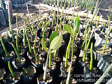 mangrove.jpg