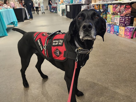 Thinking About Getting a Service Dog?