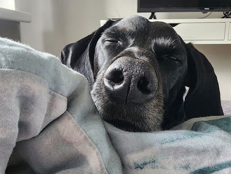 My Spirit Guide to Life